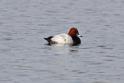 J14_0006 Pochard.JPG